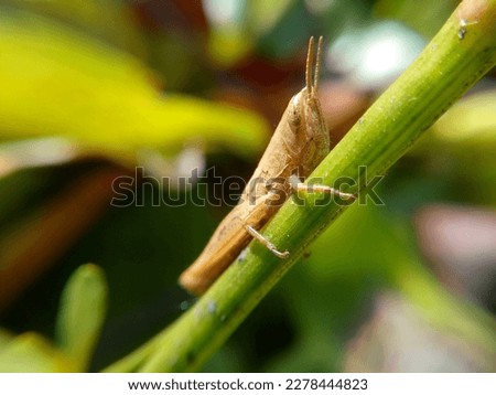 Grasshopper beautiful hd picture insect.