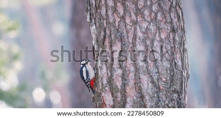 The great spotted woodpecker - Dendrocopos major, it's a medium-sized woodpecker