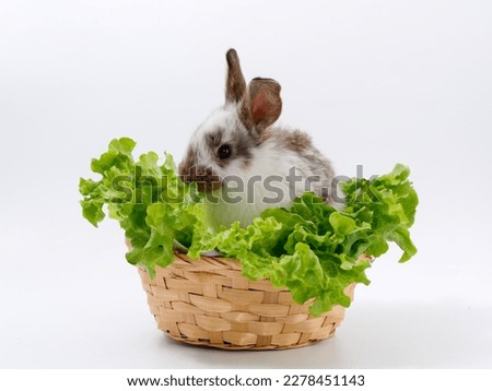 rabbits and fresh greens salad parsley carrot cabbage on a white background 2023