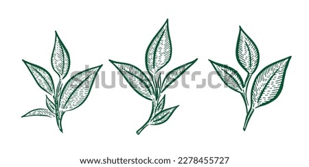 Green tea leaves. Hand drawn, vector.	