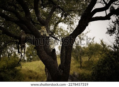A stunning photo captures a leopard in a tree with an impala kill. Witness Africa's wildlife and the importance of conservation to protect endangered species and preserve biodiversity.