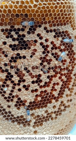 Macro photo of working bees on honeycombs. Beekeeping and honey production image.