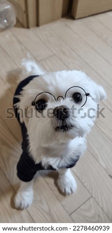 It's a picture of a Maltese puppy wearing glasses