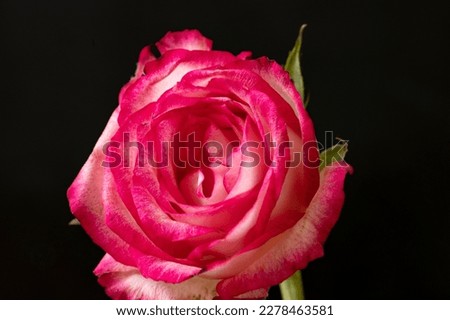 the very nice colorful rose flower close up in the sunshine