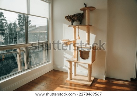  wooden cat tree in modern house. A cat tree is an artificial structure for a cat to play. High quality photo Royalty-Free Stock Photo #2278469567