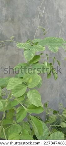 Creeping butterfly pea leaves, this picture was taken during the day in the dry season