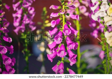 Close up of digitalis purpurea flower of pink foxglove in the garden Royalty-Free Stock Photo #2278477449