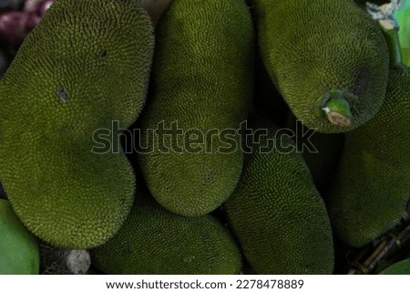 A beautiful picture of jackfruit. These small jackfruits are suitable for eating curries