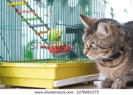 A domestic cat is sitting near a cage with a parrot, watching a bird, hunting. Keeping pets in friendship and enmity, stress and pet interaction Royalty-Free Stock Photo #2278481573