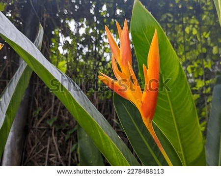 A close up of Heliconia psittacorum flower. Also called as parrot's beak, parakeet flower, parrot's flower, parrot's plantain, false bird-of-paradise. For flower background or wallpaper
