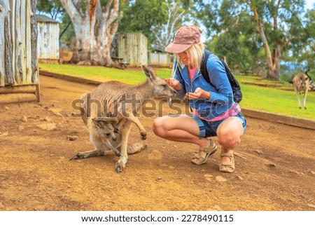 Happy woman feeding kangaroo with joey from hand in a park. Encounter with Australian marsupial animal in Australia.
