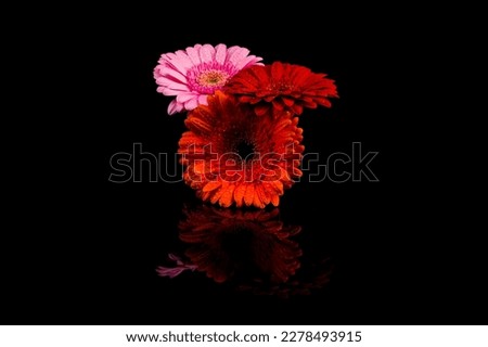 Red Pink Orange  Gerbera flower blossom with water drops - close up shot photo details spring time