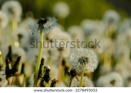 bee on dandelion, beautiful photo digital picture
