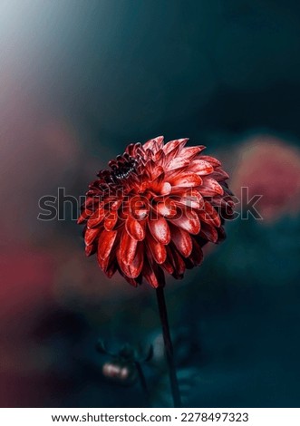 Close up of red dahlia flower against dark blue background with shallow depth of field, bokeh balls and light