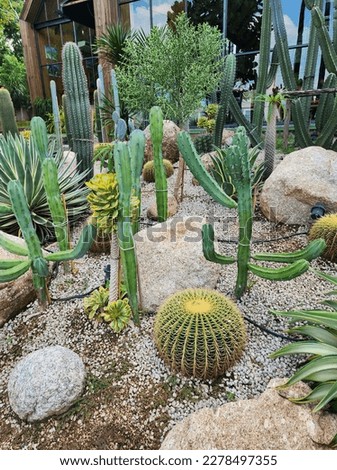 varieties of cactus planted in thailand Royalty-Free Stock Photo #2278497355