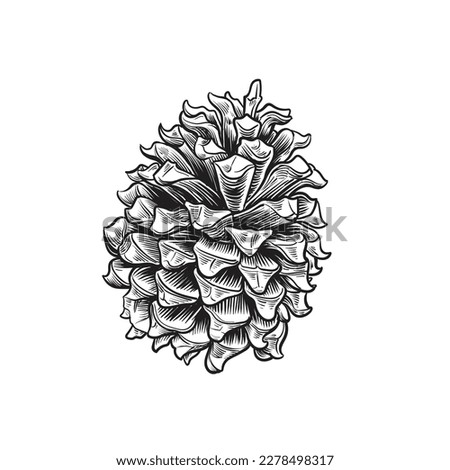 Hand drawn illustration of pine cone,Vector illustration