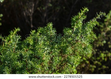 Juniperus communis, the common juniper, is a species of conifer in the family Cupressaceae. branches of common juniper Juniperus communis on a green blurred bokeh background.