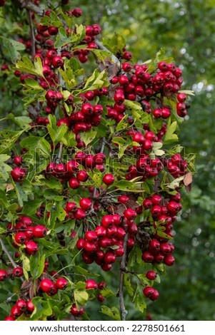 Hawthorn with red fruit, Crataegus monogyna, . Natural beautiful background. Royalty-Free Stock Photo #2278501661