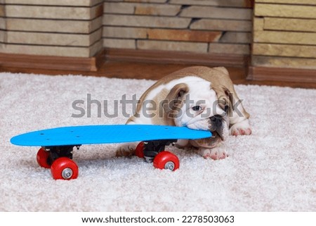 English Bulldog puppy gnaws a skateboard in the room