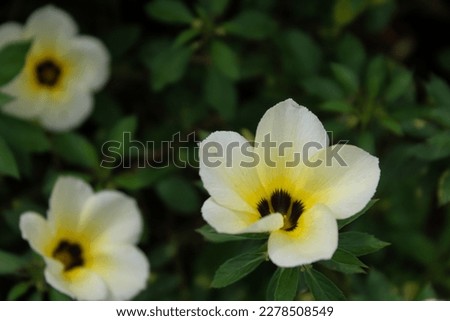 Turnera ulmifolia is a species of flowering plant in the genus eight o'clock flower (Turnera). This plant is often found in parks