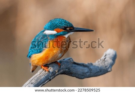colorful bird spying on its prey on dry branch,Common Kingfisher, Alcedo atthis Royalty-Free Stock Photo #2278509525