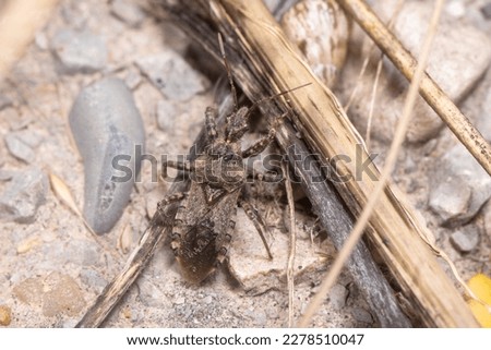 Coranus griseus walking on the soil on a sunny day