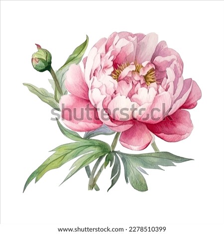 Peony flower isolated in white background. watercolor vector for wedding invitation, printing, sublimation, mug, tshirt, tumbler Royalty-Free Stock Photo #2278510399