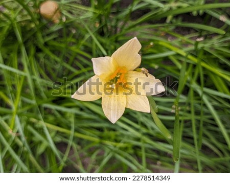 A close up of Zephyranthes candida flower. also called as autumn zephyrlily, white windflower, white rain lily, and Peruvian swamp lily. a species of rain lily. For flower background Royalty-Free Stock Photo #2278514349