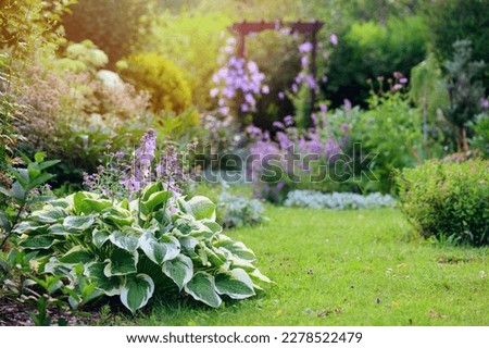 Natural cottage summer garden view in june or july. Hosta, clematis, nepeta (catmint) in full bloom. Curvy pathway. Royalty-Free Stock Photo #2278522479