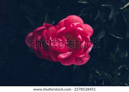 Beautiful fresh coral pink peony flowers in full bloom in the garden, close up. Summer natural flowery background. 