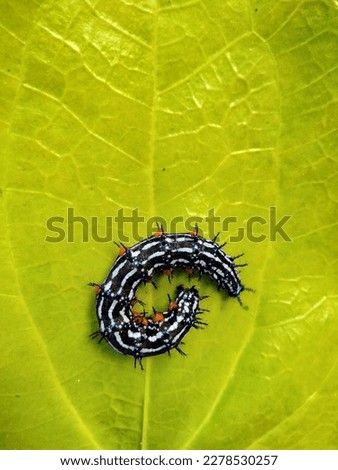 black caterpillar perched on a betel leaf