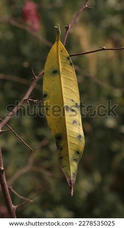 this picture is mango leaf, that is caught in the thorn 