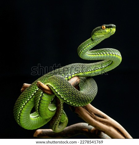 green viper snake in close up
