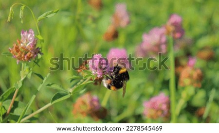 Pollinator Bumblebee image up close. Isolated single insect on a purple clover flower in nature. Tranquil outdoor wildlife moment.
