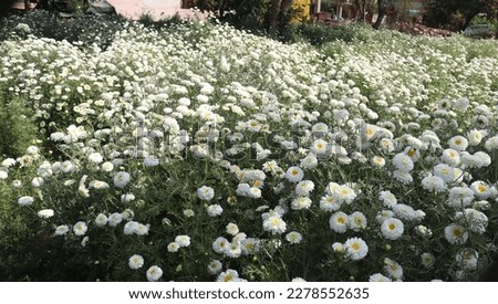 this picture is many  shasta daisy white flower 