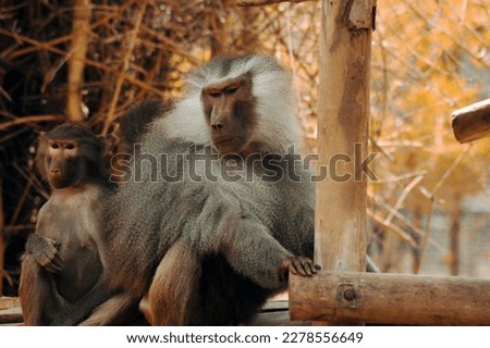 baboon ape sitting on a branch with its partner