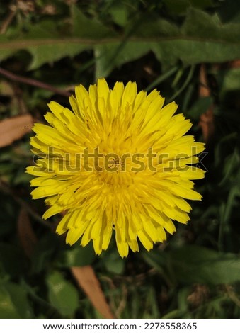 Picture of a yellow flower closeup 