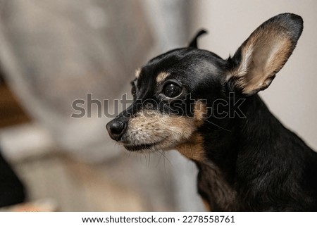 Get up close and personal with this adorable chihuahua, with its soft fur, big eyes, and loving demeanor, perfect for any pet lover