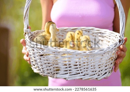 the girl is holding a basket with ducks in her hands, the birds are sitting in a white basket, the girl is preparing for a photo shoot with ducks