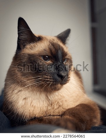 Siamese cat looking sitting on a black table