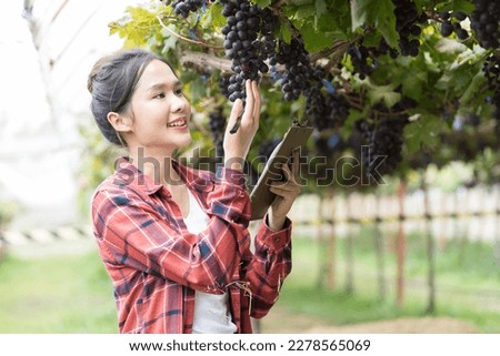 Commercial Grape Vineyard Farming. Asian woman farmer worker or winemaker inspecting quality of freshly Black Opal Grapes during harvest season for highest quality agricultural product in vineyard