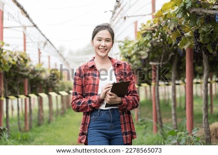 Commercial Grape Vineyard Farming. Asian woman farmer worker or winemaker inspecting quality of freshly Black Opal Grapes during harvest season for highest quality agricultural product in vineyard