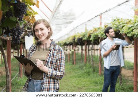 Commercial Grape Vineyard Farming. Woman farmer worker or winemaker inspecting quality of Black Opal Grapes during harvest season for highest quality agricultural product in commercial vineyard