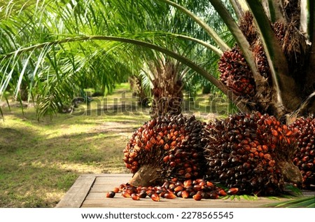 Oil Palm fruits with palm plantation background. Royalty-Free Stock Photo #2278565545