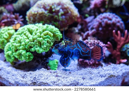 Amazing colors of sea corals in the aquarium