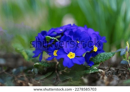 Primula veris - Bunch of spring primroses with blue-yellow flowers growing on a mystery. Royalty-Free Stock Photo #2278585703