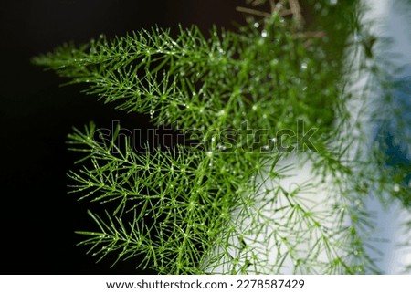 Green asparagus leaves on a black and white background Royalty-Free Stock Photo #2278587429