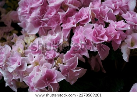 Hydrangea flowers of various colors