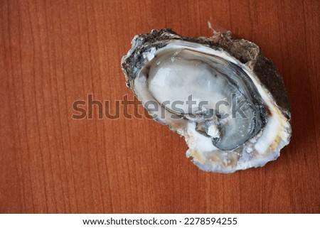 Pacific Oyster with Open Shell Photo