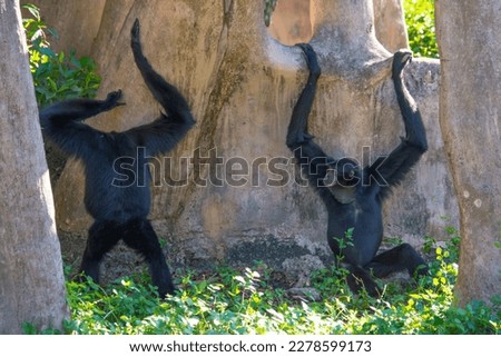 Nice specimen of monkey taken in a large zoological garden